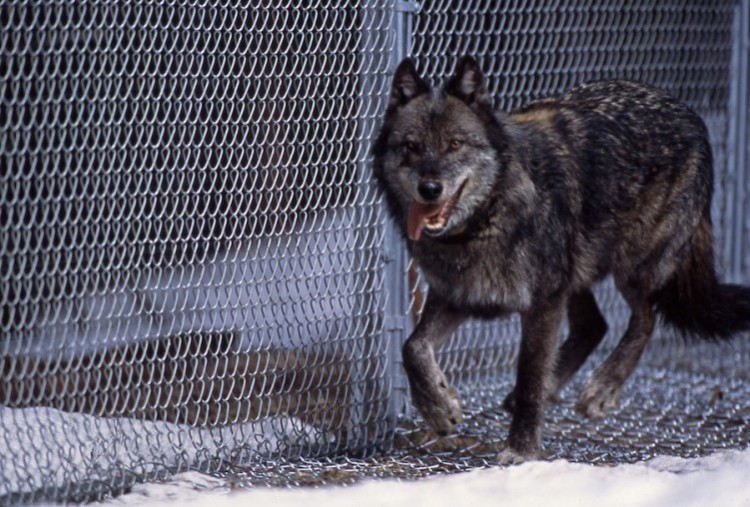 25 Years of Wolves in Yellowstone