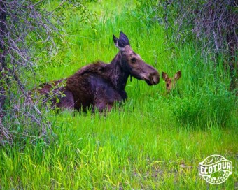 June 2021 Wildlife Log