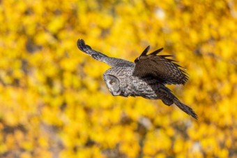 2019 Yellowstone Fall Photography Workshop Trip Report