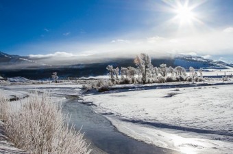 Unforgettable Winter Wildlife Safari in Yellowstone and Grand Teton