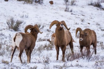 Species Profile: Bighorn Sheep