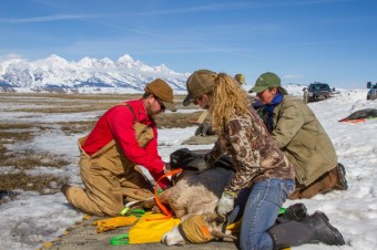 Unlocking the Mysteries of Bighorn Health in Jackson Hole