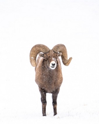 Research Revealed: Bighorn sheep & pneumonia