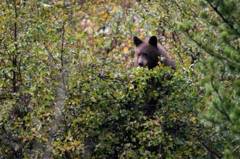 What Happens During Bear Hibernation?