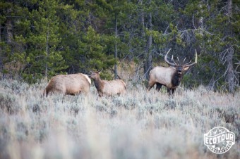 Species Profile: Elk