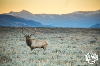 What happens during the elk rut?