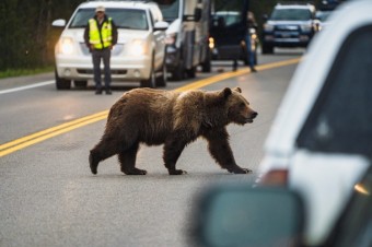 Wildlife watching has been getting a free ride