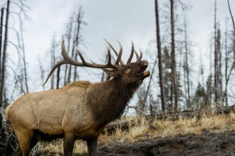 New Fall Offering: Elk Rut Tours!