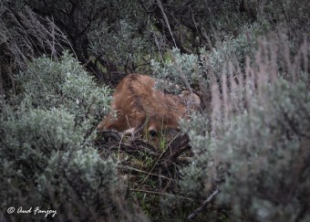 The Baby Boom: Birthing Season in the Greater Yellowstone Ecosystem