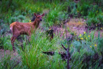 Spring Wildlife Watching in Jackson Hole: A Nature Lover’s Guide