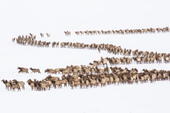 Tracking Elk Migration: A Journey Through the Yellowstone Landscape