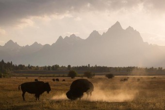 Take a Fall Photography Workshop in Yellowstone this Year!