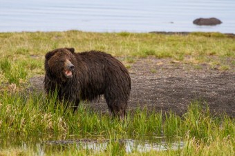 Grizzlies wake up in Jackson Hole