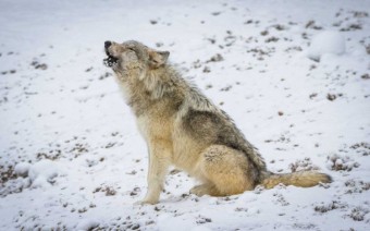 Why Winter is the Best Time of Year to Watch Wolves in Yellowstone National Park