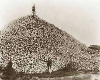 What Happened to the Bones of the American Bison?