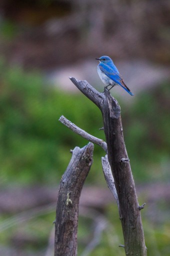 Celebrate 100 years of the Migratory Bird Treaty Act with a birding tour in GTNP! 