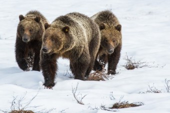 Living With Large Carnivores Part Two: Safety in Bear Country