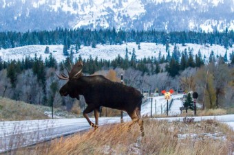 Help Wildlife Cross the Road Safely with Wyoming Wildlife Conservation Plates!