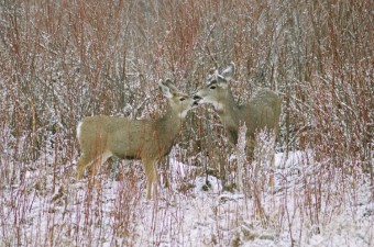 Research Revealed: Mule deer & winter mortality