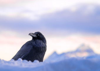 Research Revealed: Ravens remember predator kill sites
