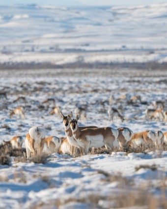Research Revealed: Pronghorn & winter mortality