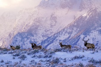 Late Fall Wildlife Watching in Jackson Hole
