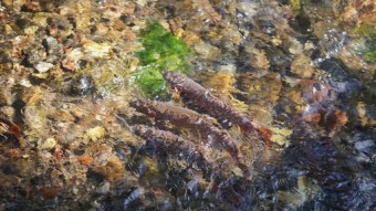 Yellowstone Cutthroat Trout and the Fight for Survival