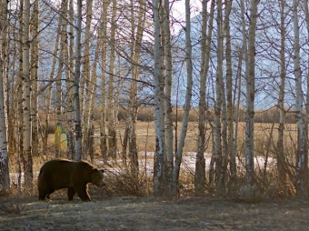 Spring in Grand Teton and Yellowstone National Park