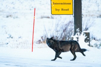 Research Revealed: Coat Color & Disease Resistance in Wolves