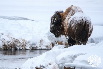 Ask a Naturalist: How to Identify Male and Female Bison