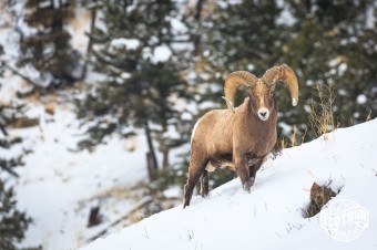 Experience the Winter Bighorn Rut
