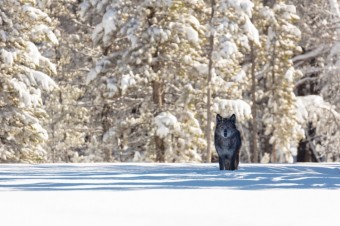 Winter Wolves and Wildlife of Yellowstone