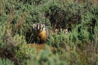 July 2021 Wildlife Log