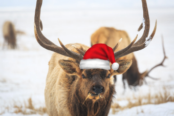 Jackson Hole Winter Wildlife, Cross Country Skiing, and Snowshoe Holiday Gift Guide