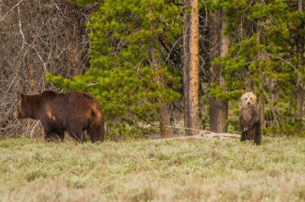 Jackson Hole Wildlife Tour Log Early March 2018
