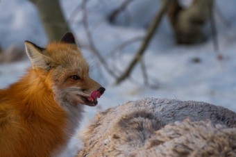 Jackson Hole Wildlife Log Early March 2017