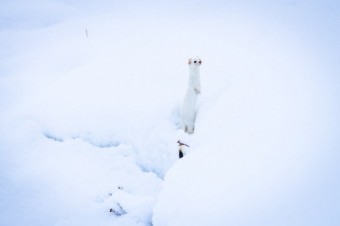 Finding the Wild of Winter in Grand Teton and Yellowstone National Parks with Jackson Hole Ecotour Adventures 