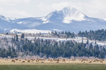 Jackson Hole Wildlife Tour Log Early April 2017