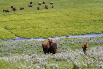 Yellowstone National Park, A Trip To Wonderland