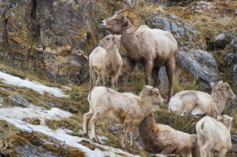 Orf Virus on the National Elk Refuge (Winter 2023-24)