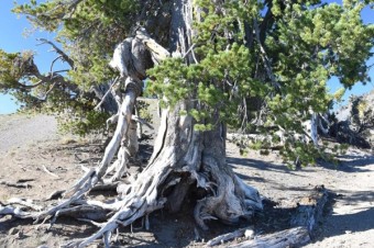 Whitebark Pine: What makes this tree so important?