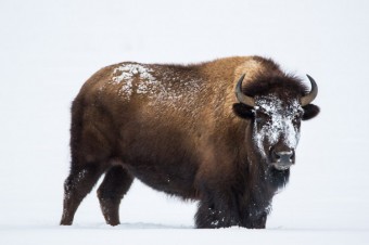 Learning Resources About Bison