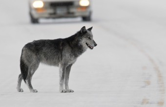 Grand Teton National Park’s Newest Wolf Pack