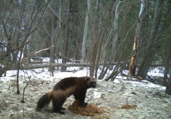 Research Revealed: Wolverines & The Endangered Species Act