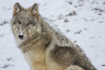 Winter Wonderland in Yellowstone National Park, an Unforgettable Multi-day