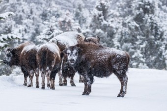 Important Dates for Winter 2021-2022 in Yellowstone and Grand Teton National Parks