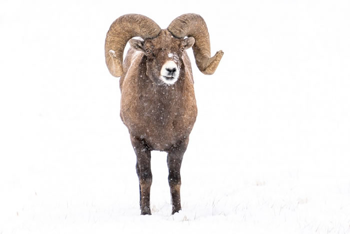 Best Places to See Winter Wildlife in Jackson Hole