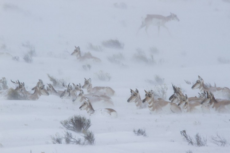 Pronghorn antelope in Jackson WY