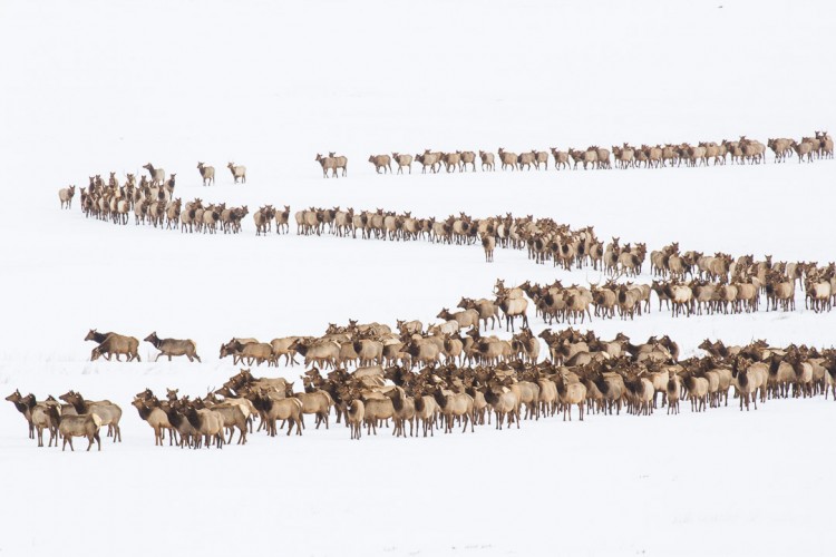 Elk Herd on the National Elk Refuge