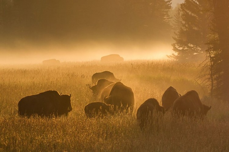 Species Profile: Grand Teton Bison